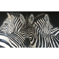 "The Zebras" Limited Edition Print